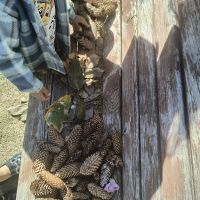 Se încarcă